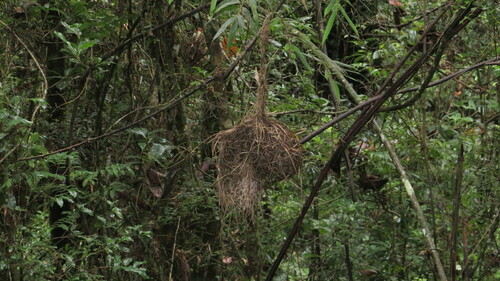 Nelicourvi Weaver (Ploceus nelicourvi), photo 5