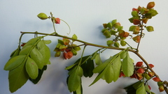 Paullinia trigonia