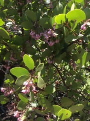 Arctostaphylos patula