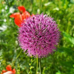 Allium fetisowii, photograph (c) Alexander Dubynin, some rights reserved (CC BY)