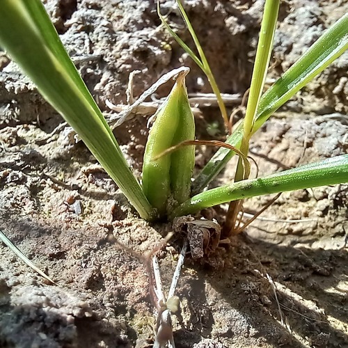Colchicum kesselringii