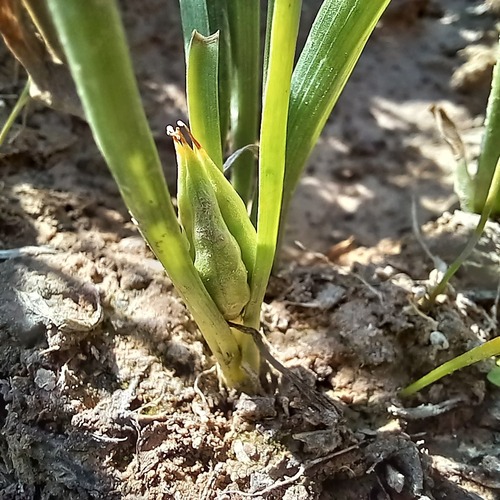 Colchicum kesselringii