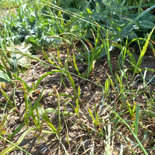Colchicum kesselringii
