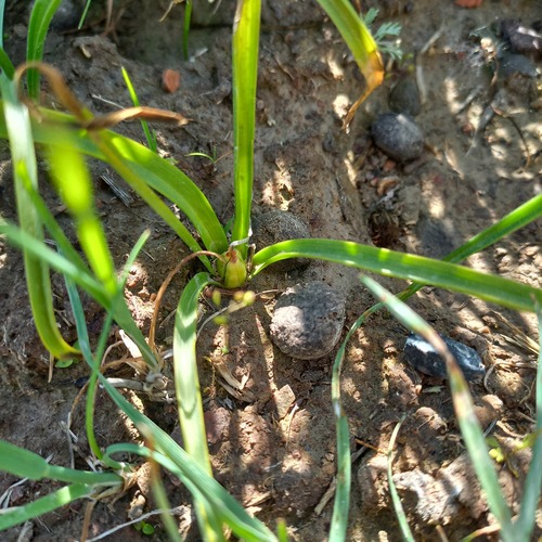 Colchicum kesselringii