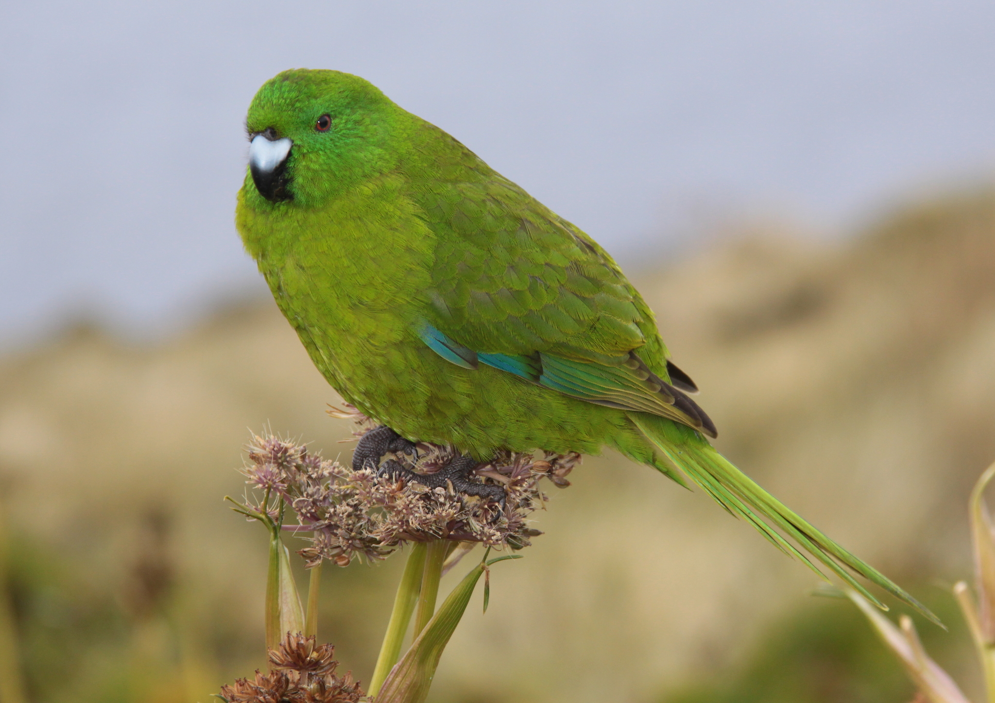 Antipodes Parakeet (Cyanoramphus unicolor), photo 3