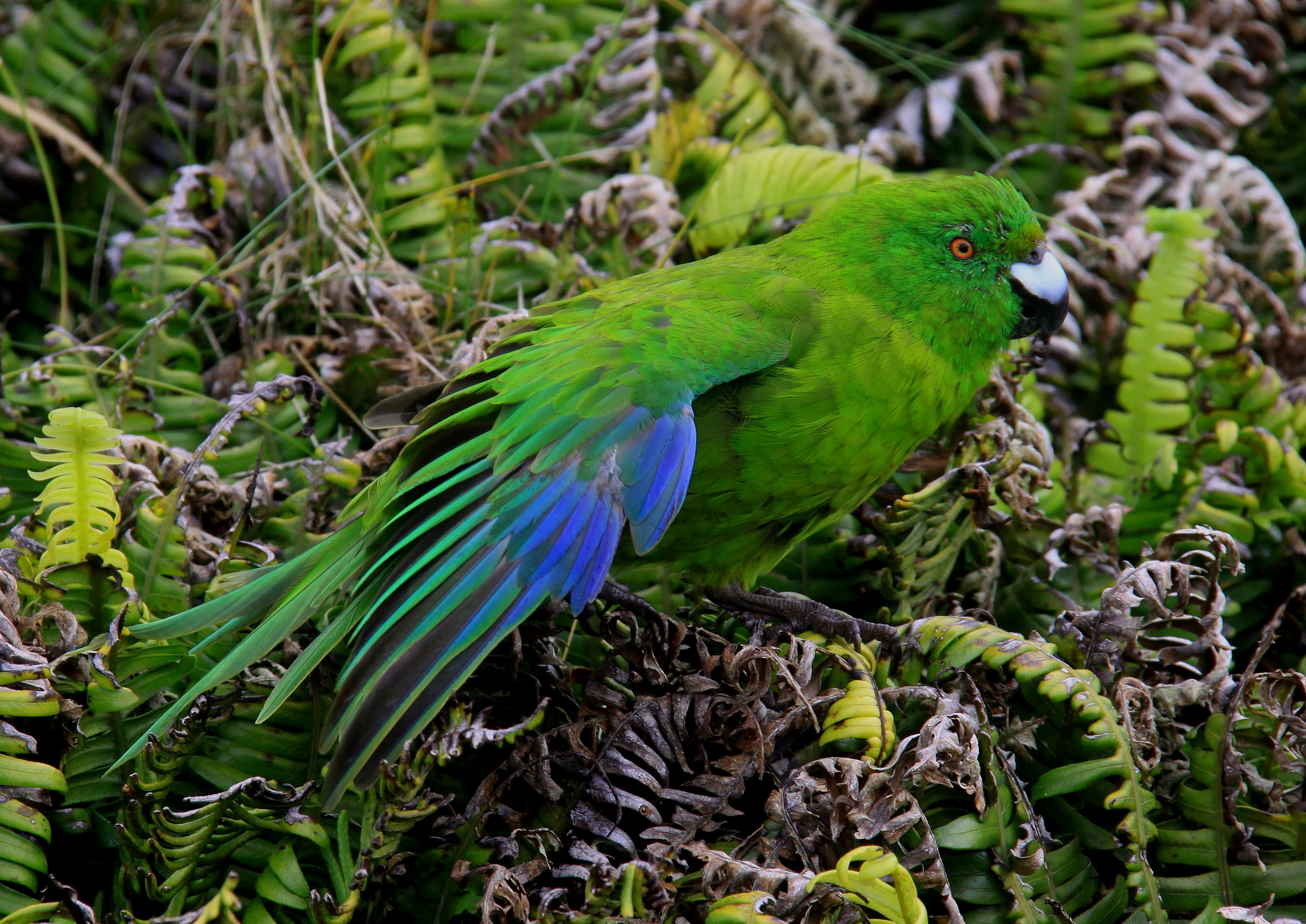 Antipodes Parakeet (Cyanoramphus unicolor), photo 4