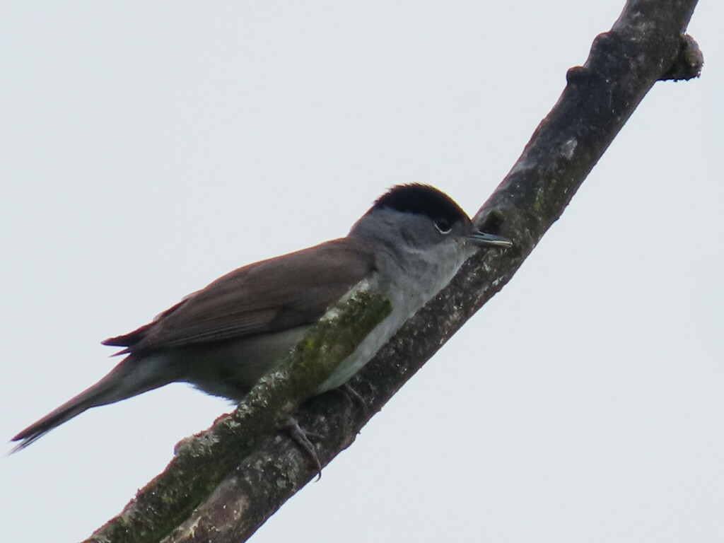 eurasian-blackcap-from-9220-hamme-belgium-on-may-18-2024-at-11-20-pm