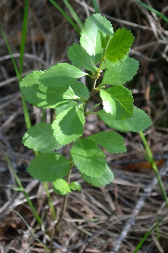 Image of Betula humilis by (c) Fyodor Pudovikov, some rights reserved (CC BY)