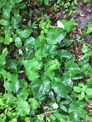 Arnoglossum reniforme