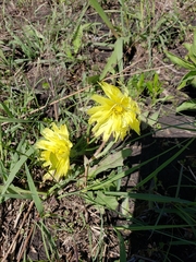 Pyrrhopappus grandiflorus