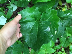 Arnoglossum reniforme