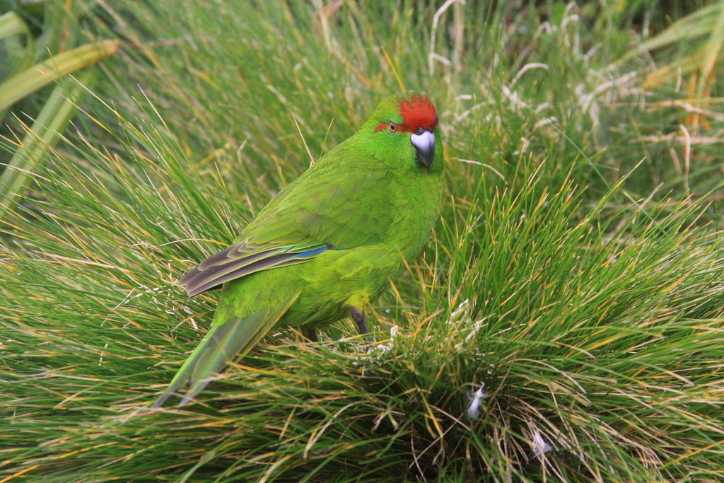 Reischek's Parakeet photo