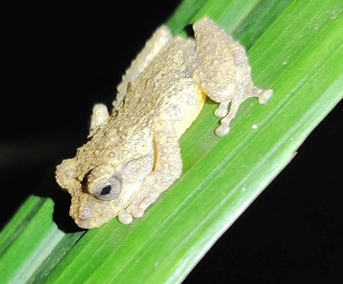 Vermiculate Bushfrog, Philautus vermiculatus
