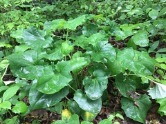Arnoglossum reniforme