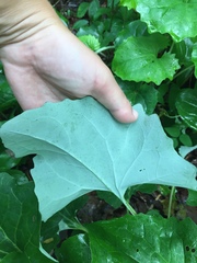 Arnoglossum reniforme