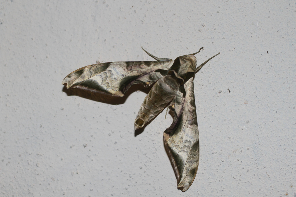Protambulyx astygonus