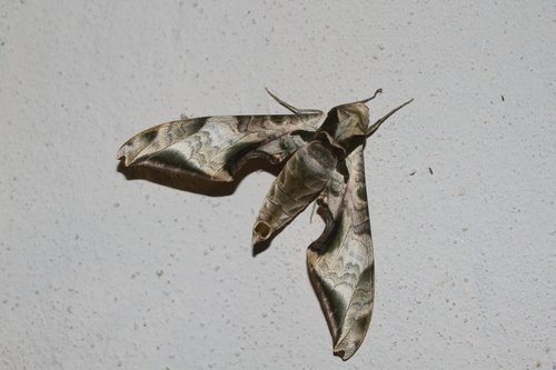Protambulyx astygonus