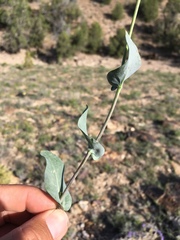 Thelypodiopsis elegans