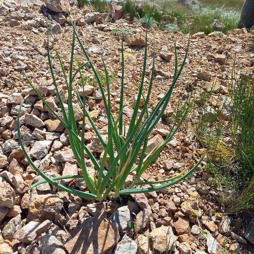 Snowdrop Onion (Allium galanthum)