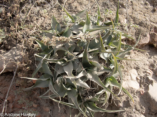 Ledebouria venteri