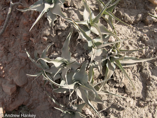 Ledebouria venteri