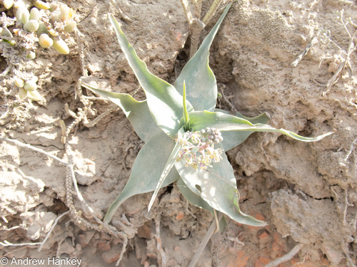 Ledebouria venteri