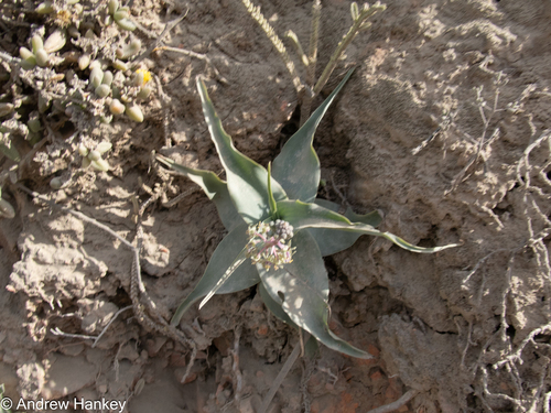 Ledebouria venteri