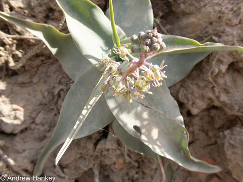 Ledebouria venteri