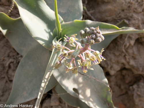 Ledebouria venteri