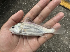 Goatee-Croaker photo 3