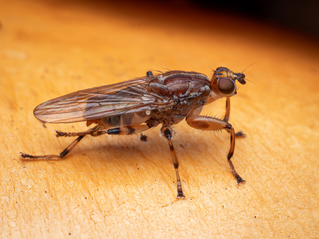 Tapeigaster annulipes