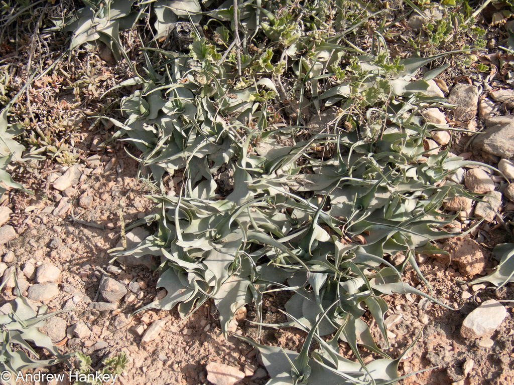 Ledebouria venteri, Sarah Baartman District Municipality, South Africa