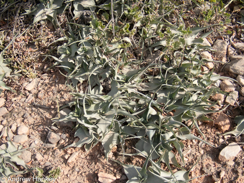 Venter’s African hyacinth (Ledebouria venteri)