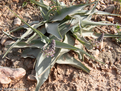 Ledebouria venteri