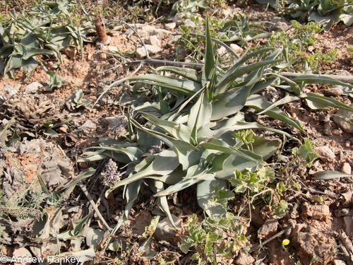 Ledebouria venteri