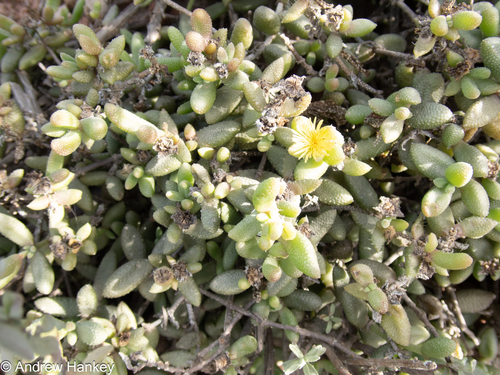 Delosperma echinatum
