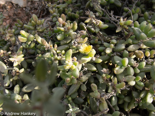 Delosperma echinatum