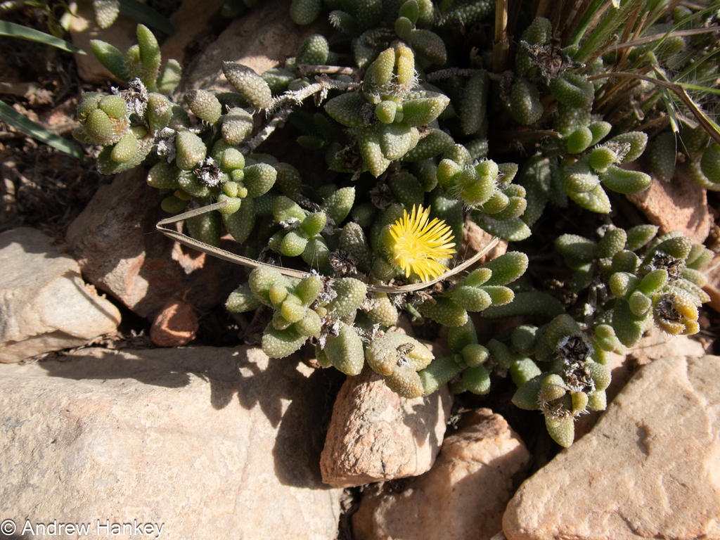 Delosperma echinatum 2