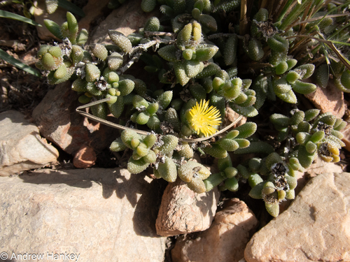 Delosperma echinatum