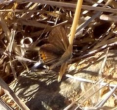 Freyeria trochylus