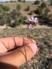 Thelypodiopsis elegans