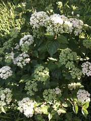 Viburnum scabrellum