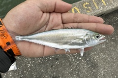 Needlescaled Queenfish photo 2