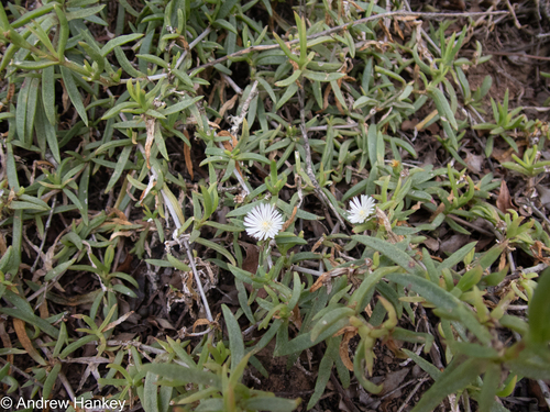 Delosperma affine, photograph 4
