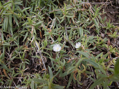 (c) Andrew Hankey, some rights reserved (CC BY-SA) Delosperma affine, photograph (c) Andrew Hankey, some rights reserved (CC BY-SA)