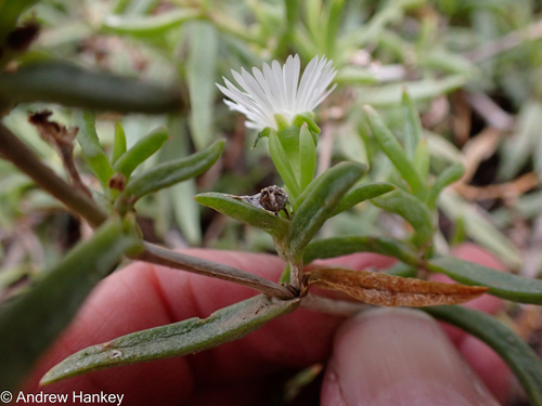Delosperma affine, photograph 1