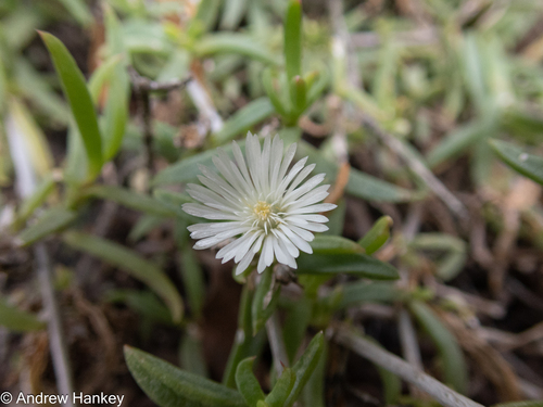 Delosperma affine