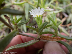 (c) Andrew Hankey, some rights reserved (CC BY-SA) Delosperma affine, photograph (c) Andrew Hankey, some rights reserved (CC BY-SA)