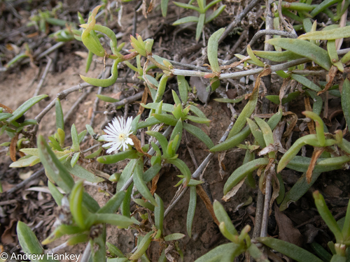 Delosperma affine, photograph 3