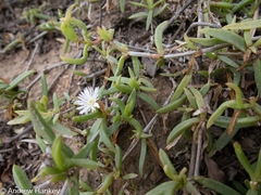 (c) Andrew Hankey, some rights reserved (CC BY-SA) Delosperma affine, photograph (c) Andrew Hankey, some rights reserved (CC BY-SA)
